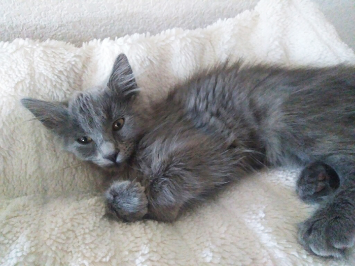 Enlarge KITTENS KITTENS KITTENS!, a Adoptable Domestic Short Hair in Orangevale, CA image 2/6