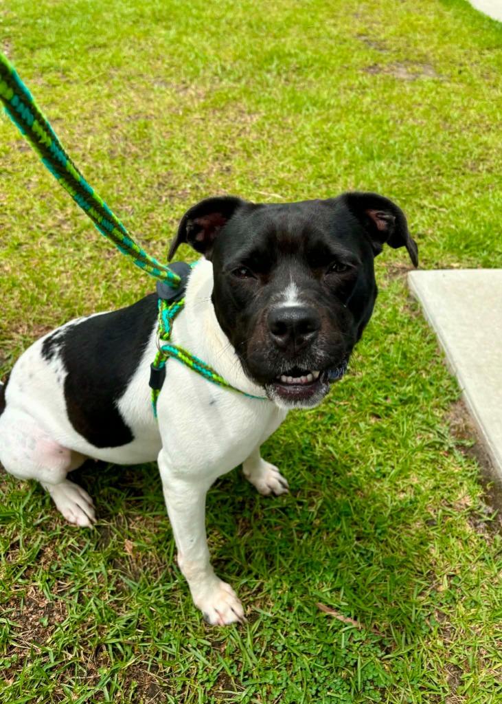 Alani, Adoptable, Young Female Pit Bull Terrier.