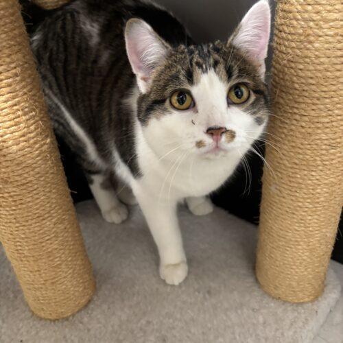 Eli, Adoptable, Young Male Domestic Short Hair.