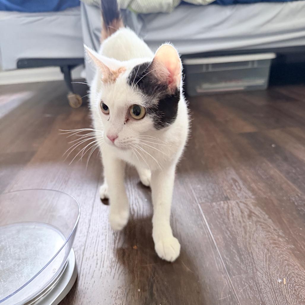 Lucy (Van Pelt), Adoptable, Adult Female Domestic Short Hair.