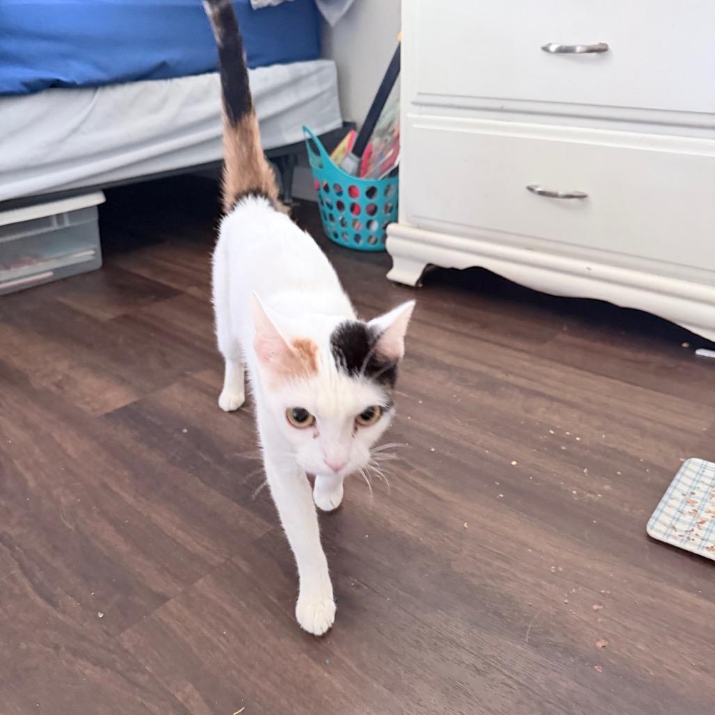 Lucy (Van Pelt), a Adoptable Domestic Short Hair in Cartersville, GA image 2/3