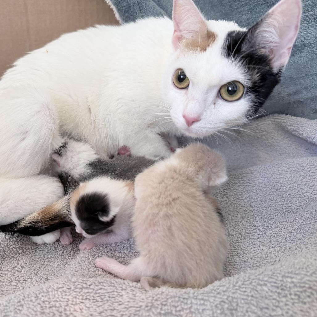 Enlarge Lucy, a Adoptable Domestic Short Hair in Cartersville, GA image 1/1