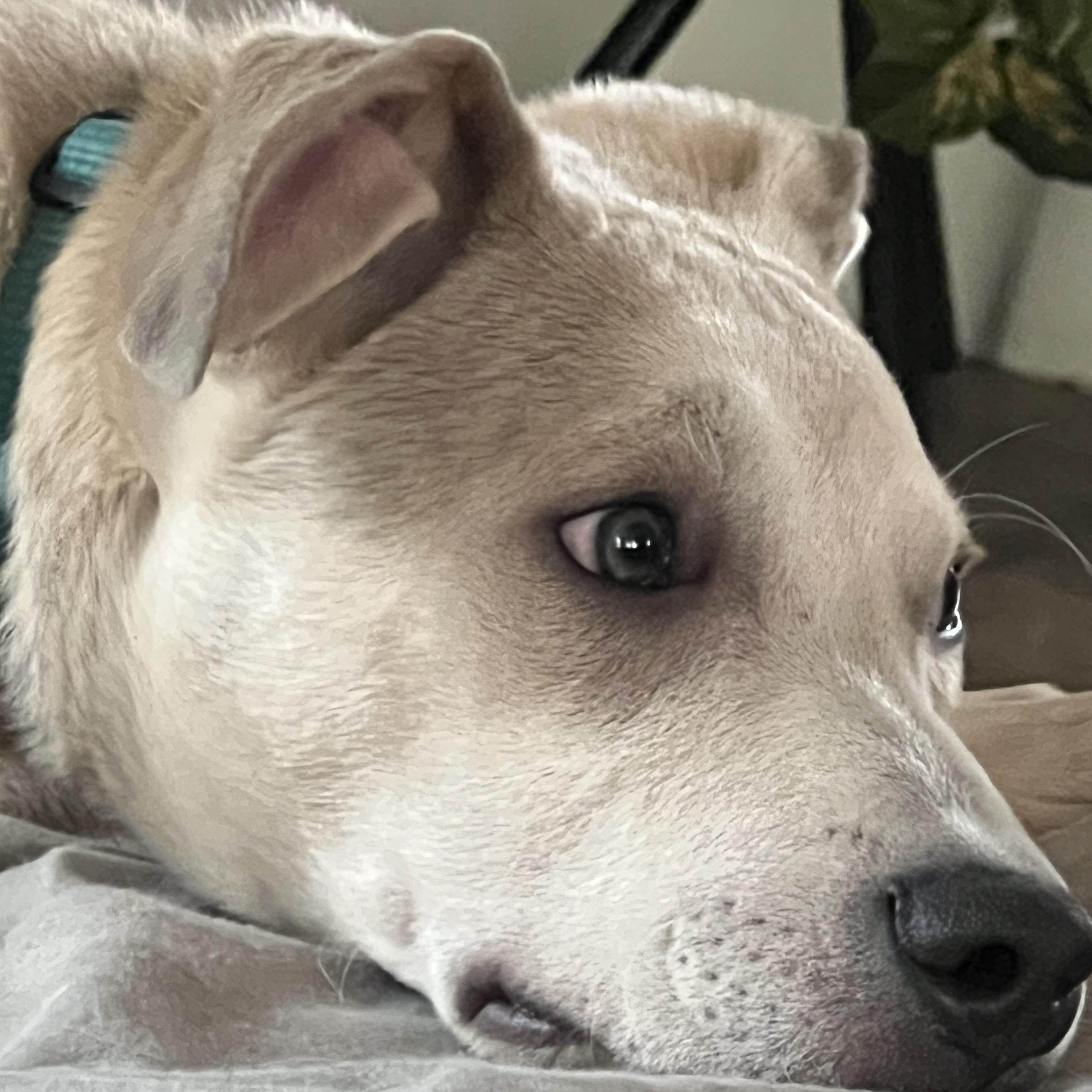 Kobe, Adoptable, Young Male Labrador Retriever & American Bully.