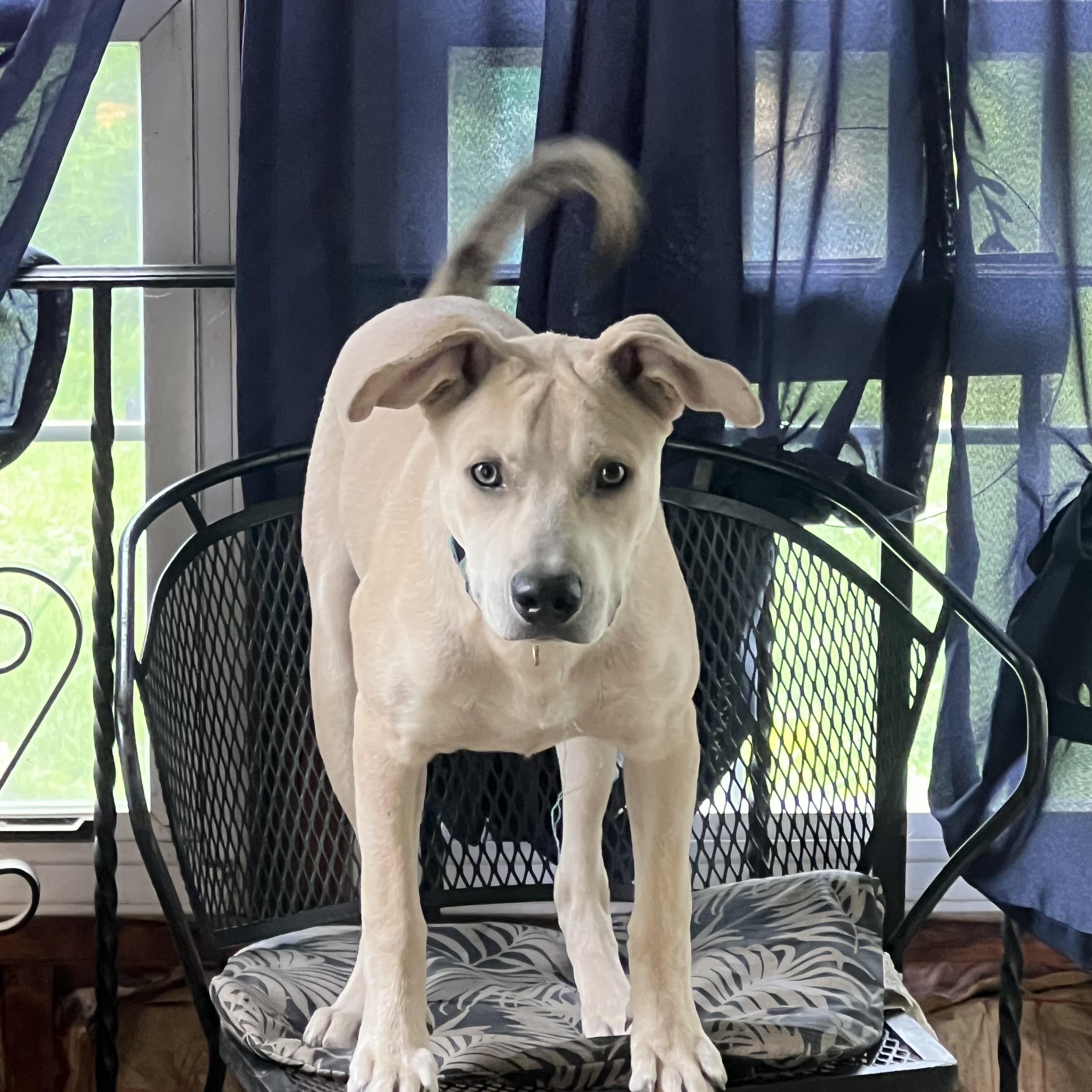 Kobe, a Adoptable mixed breed in New Kensington, PA image 2/2