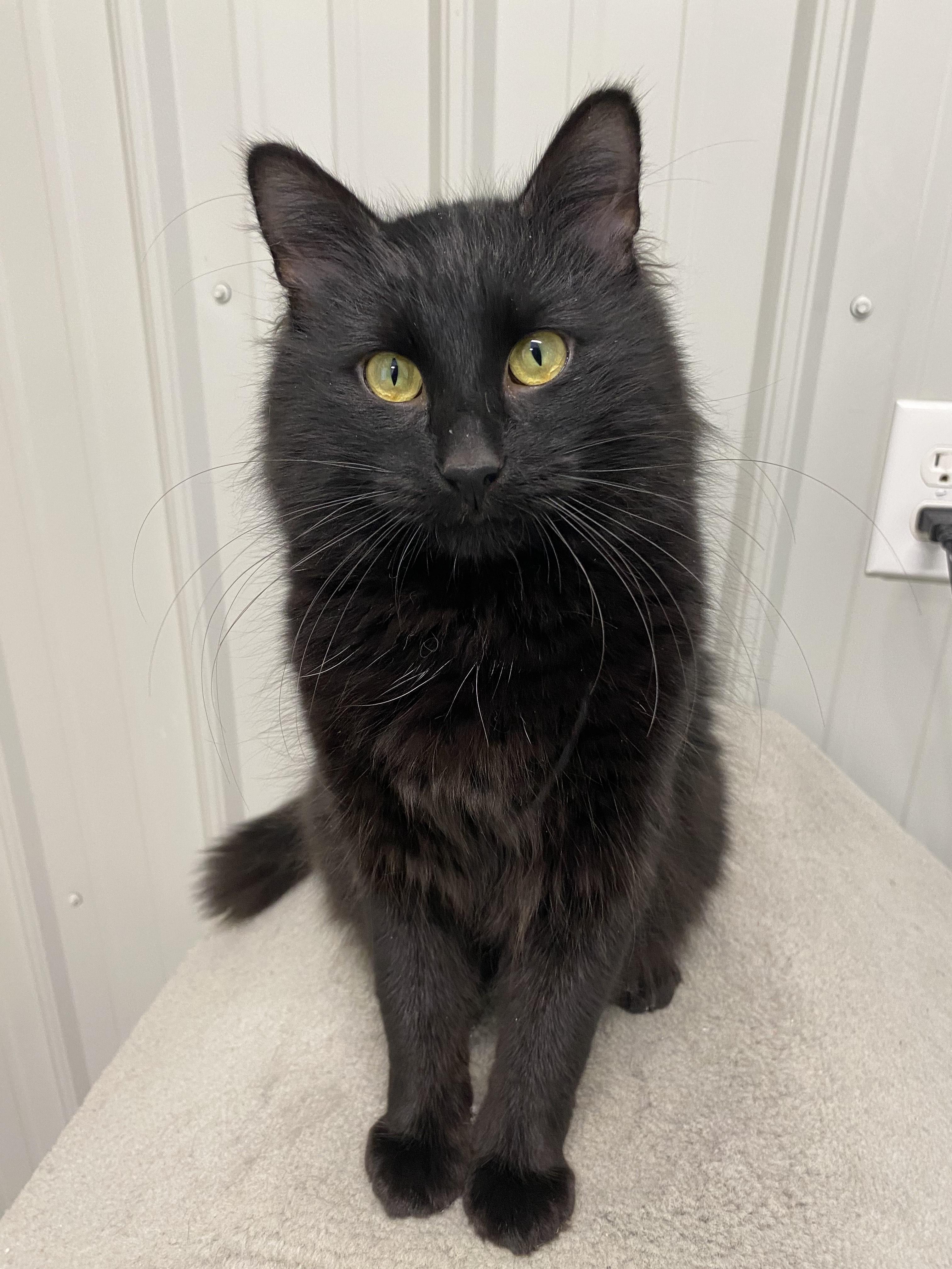 Enlarge Frosty, a ADOPTABLE Domestic Long Hair in Melfort, SK image 1/1
