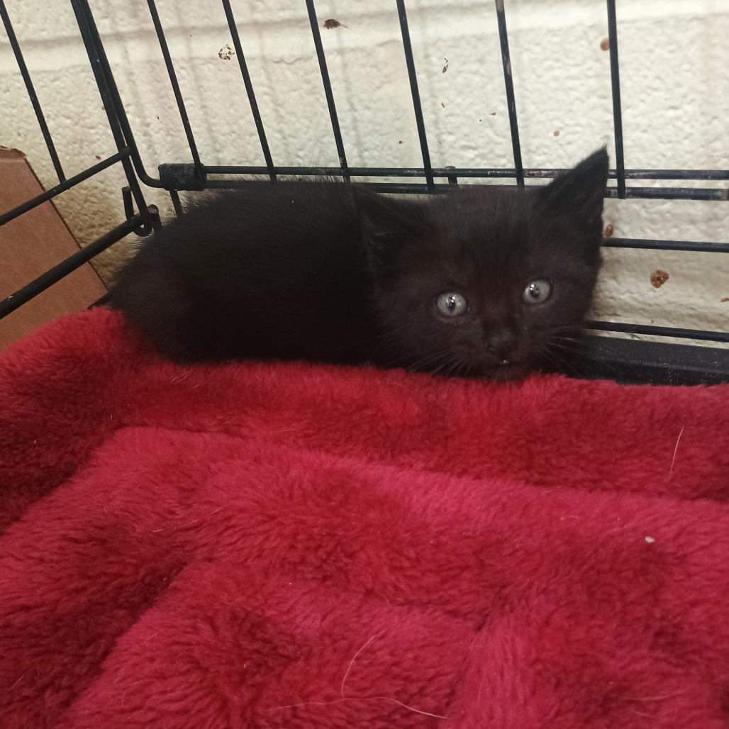 Enlarge Spookster, a Adoptable Domestic Short Hair in Grand Junction, CO image 1/1