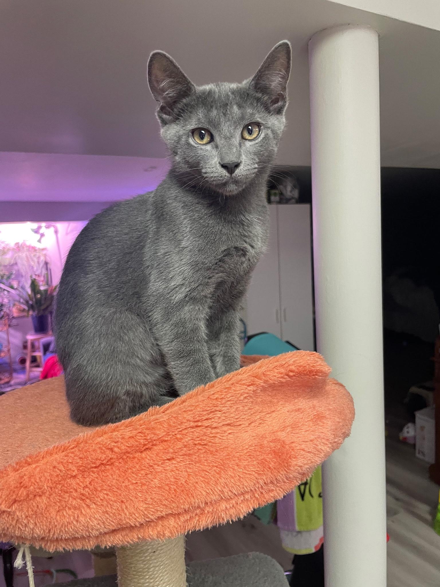 Ziggy, Adopted, Kitten Male Domestic Short Hair.