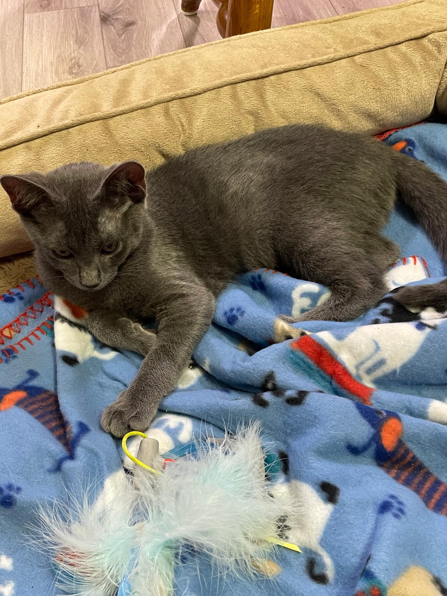 Enlarge Ziggy, a Adopted Domestic Short Hair in Linden, NJ image 3/4