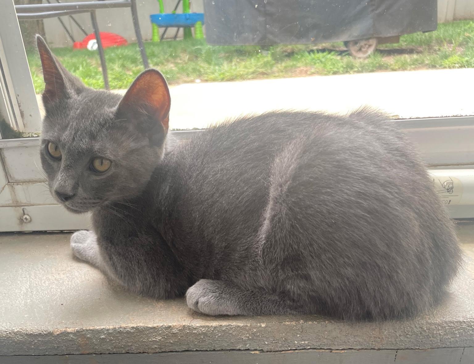 Enlarge Ziggy, a Adopted Domestic Short Hair in Linden, NJ image 4/4