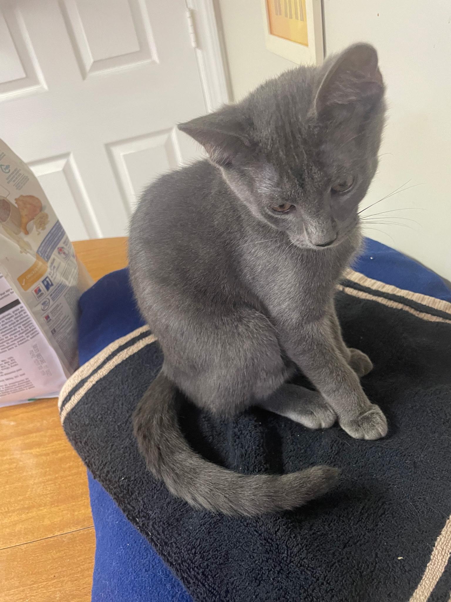 Enlarge Ziggy, a Adopted Domestic Short Hair in Linden, NJ image 2/4