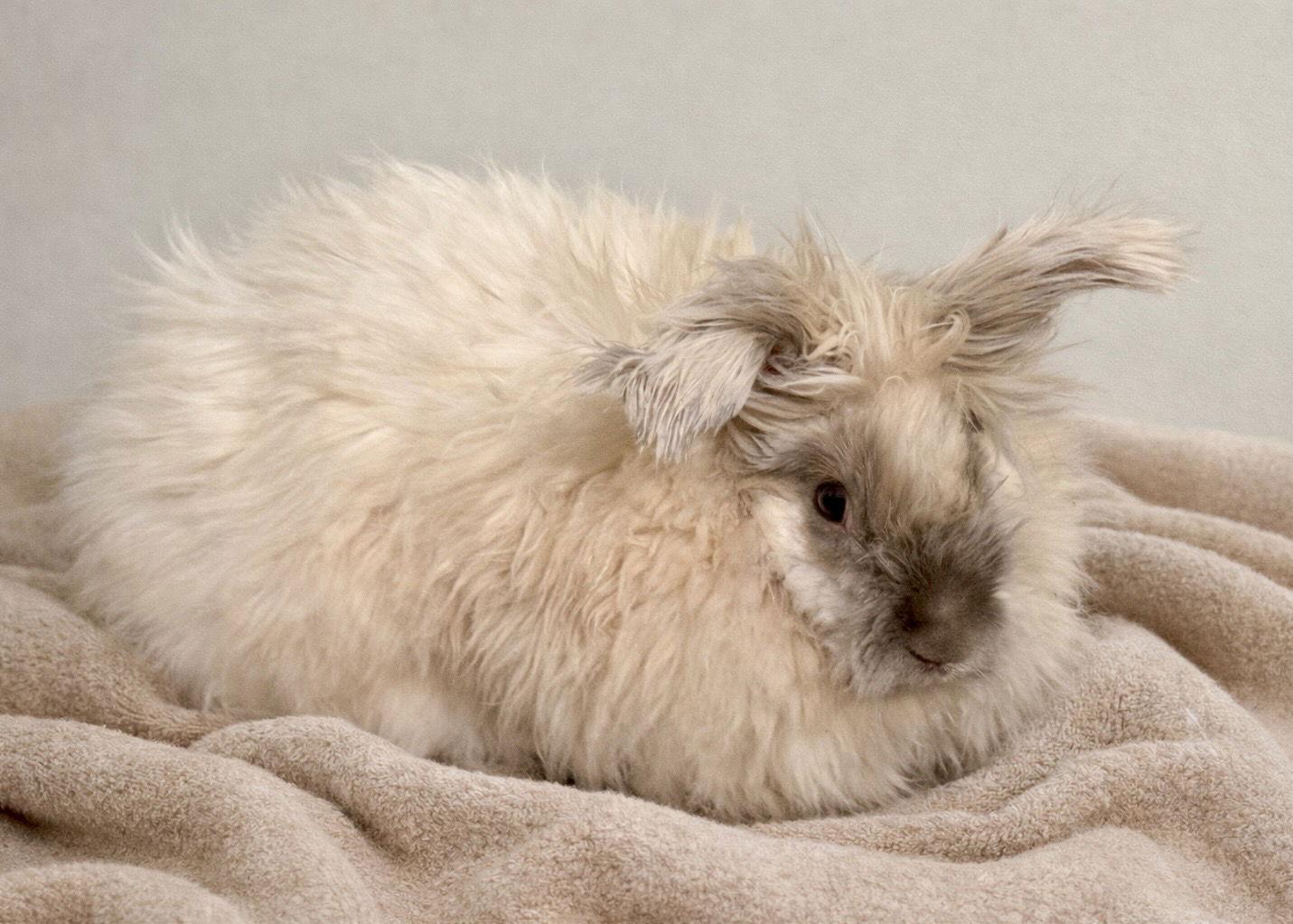 Enlarge Addia, a Adoptable Bunny Rabbit in Marshfield, WI image 2/3