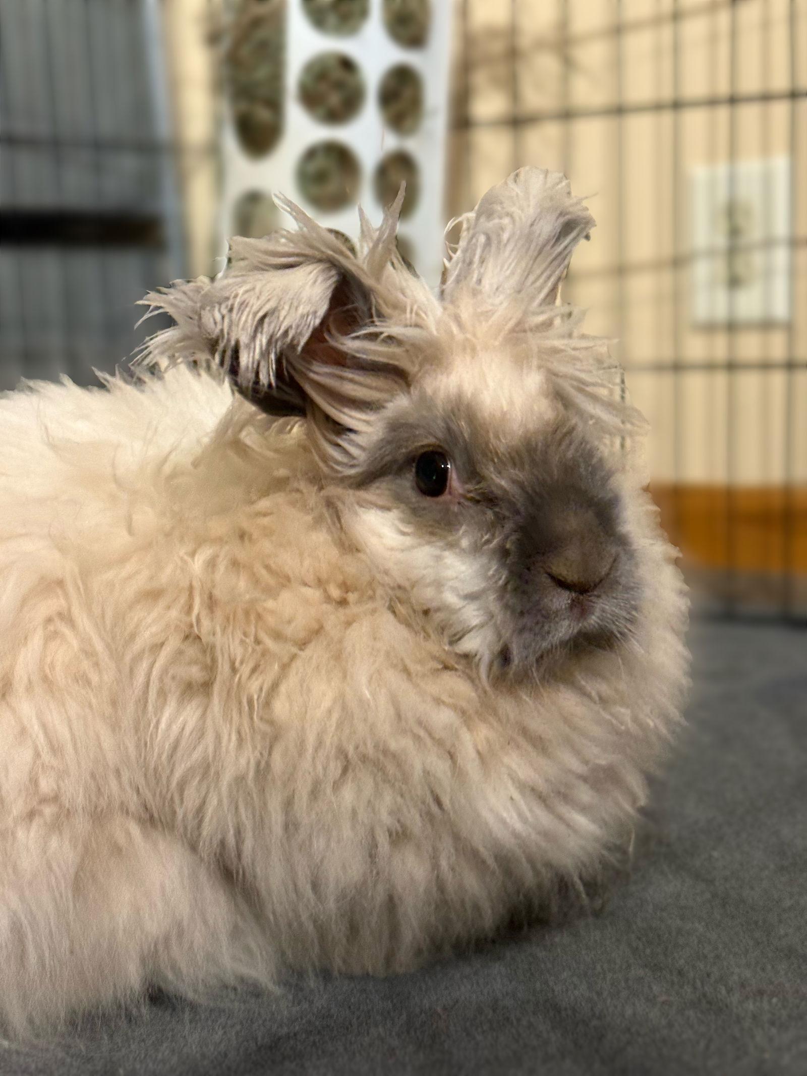 Enlarge Addia, a Adoptable Bunny Rabbit in Marshfield, WI image 3/3