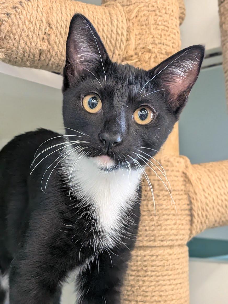 Enlarge Athena, a Adoptable mixed breed in Lake Monroe, FL image 1/5