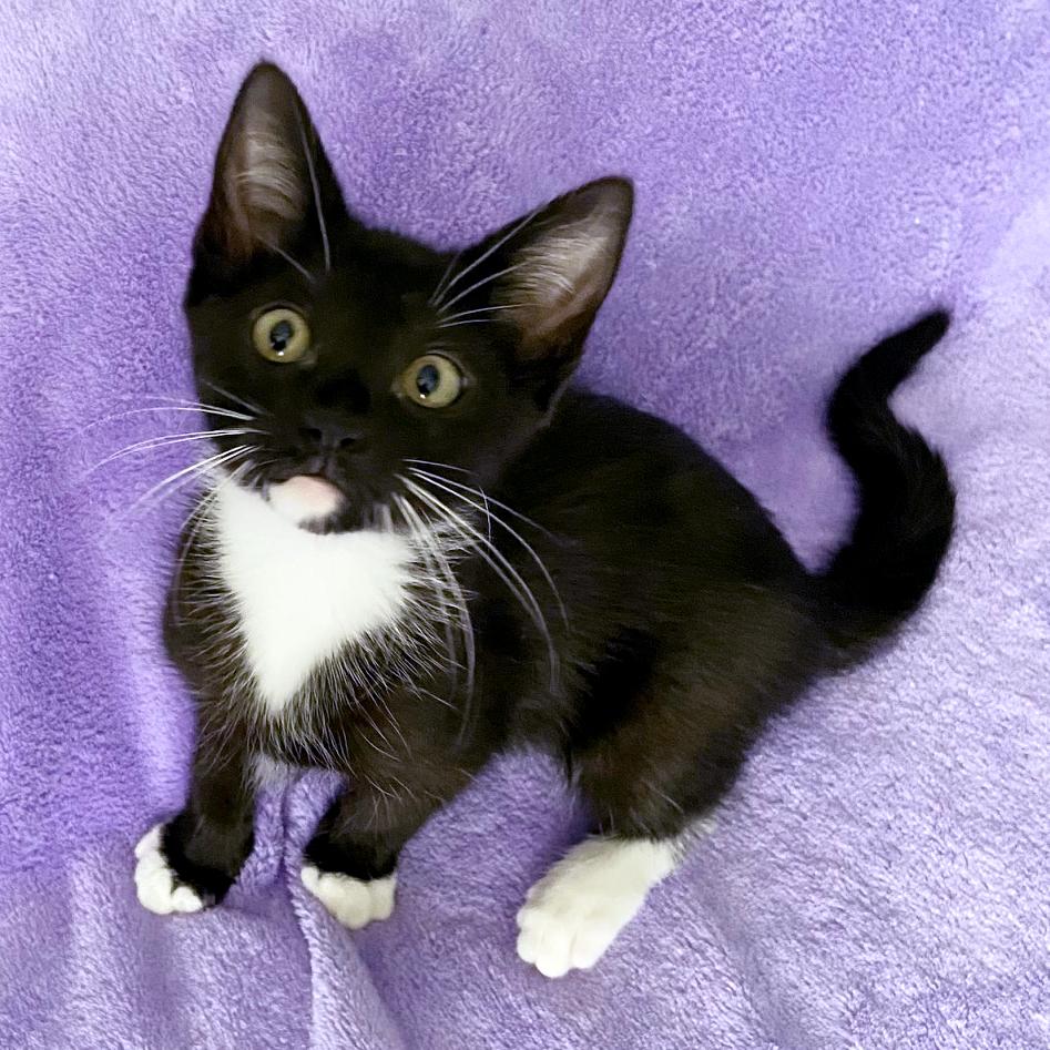 Enlarge Athena, a ADOPTABLE mixed breed in Lake Monroe, FL image 2/5
