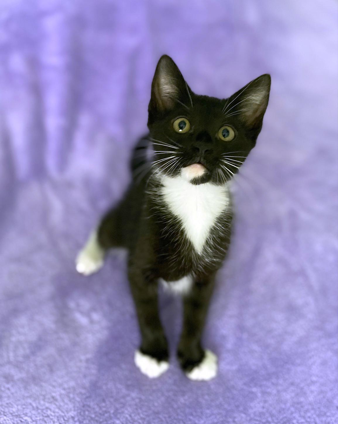 Enlarge Athena, a ADOPTABLE mixed breed in Lake Monroe, FL image 3/5