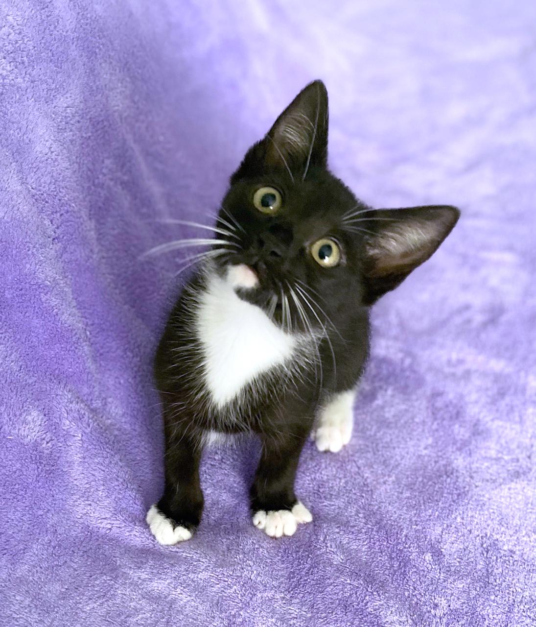 Athena, ADOPTABLE, Kitten Female Domestic Short Hair.