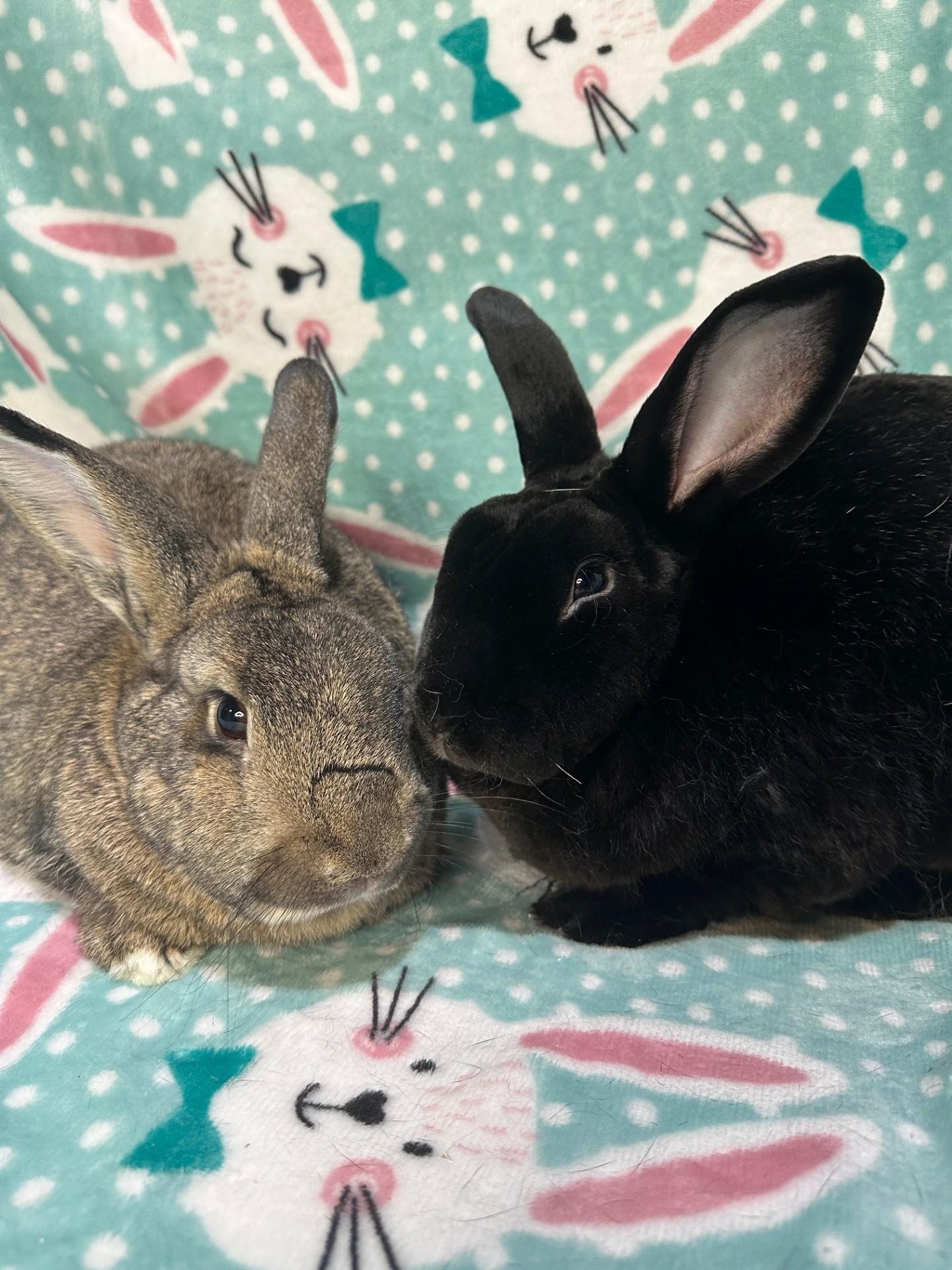 Enlarge Cheeto & Trix, a ADOPTABLE mixed breed in Gig Harbor, WA image 5/6