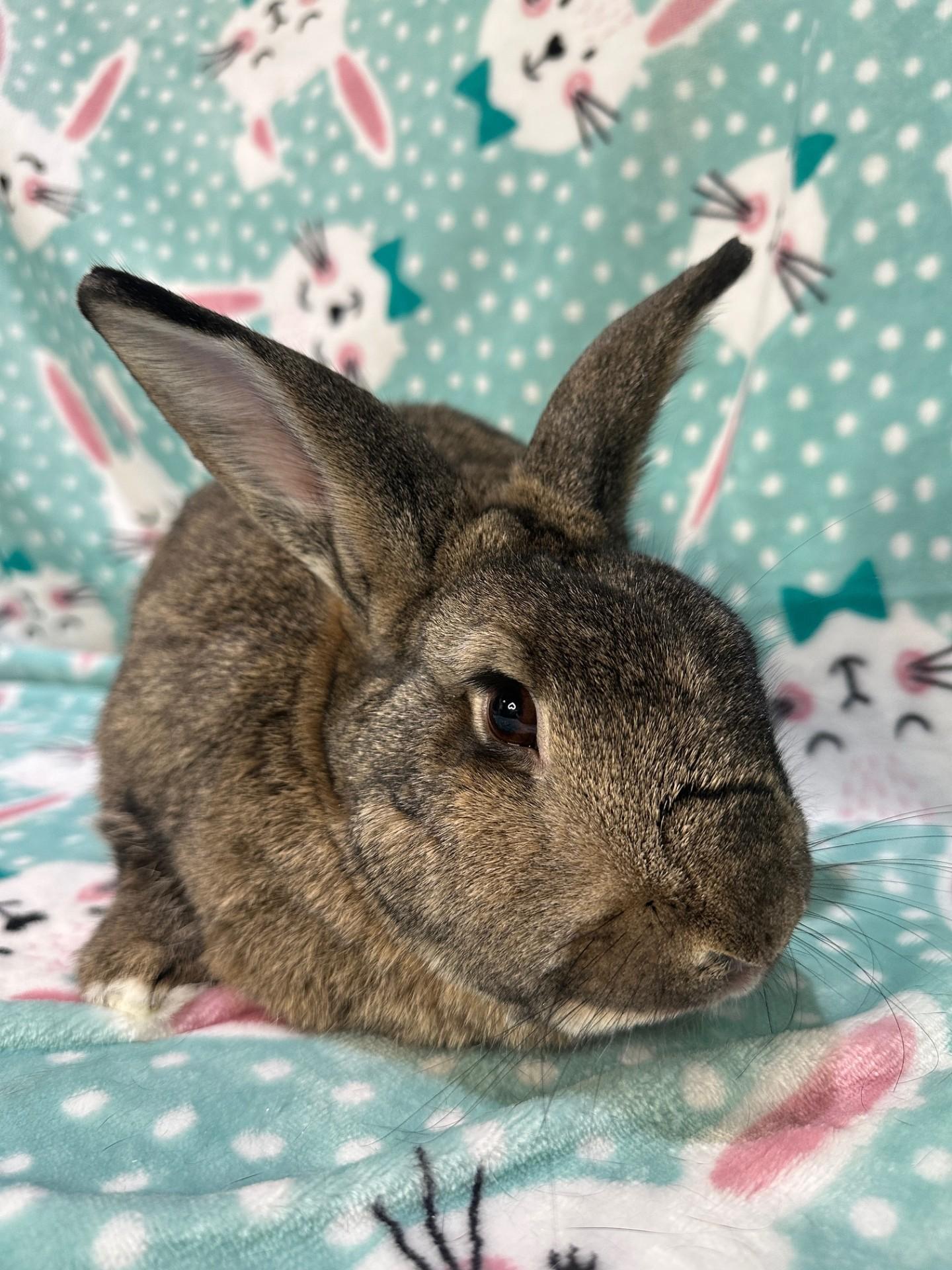 Enlarge Cheeto & Trix, a ADOPTABLE mixed breed in Gig Harbor, WA image 6/6
