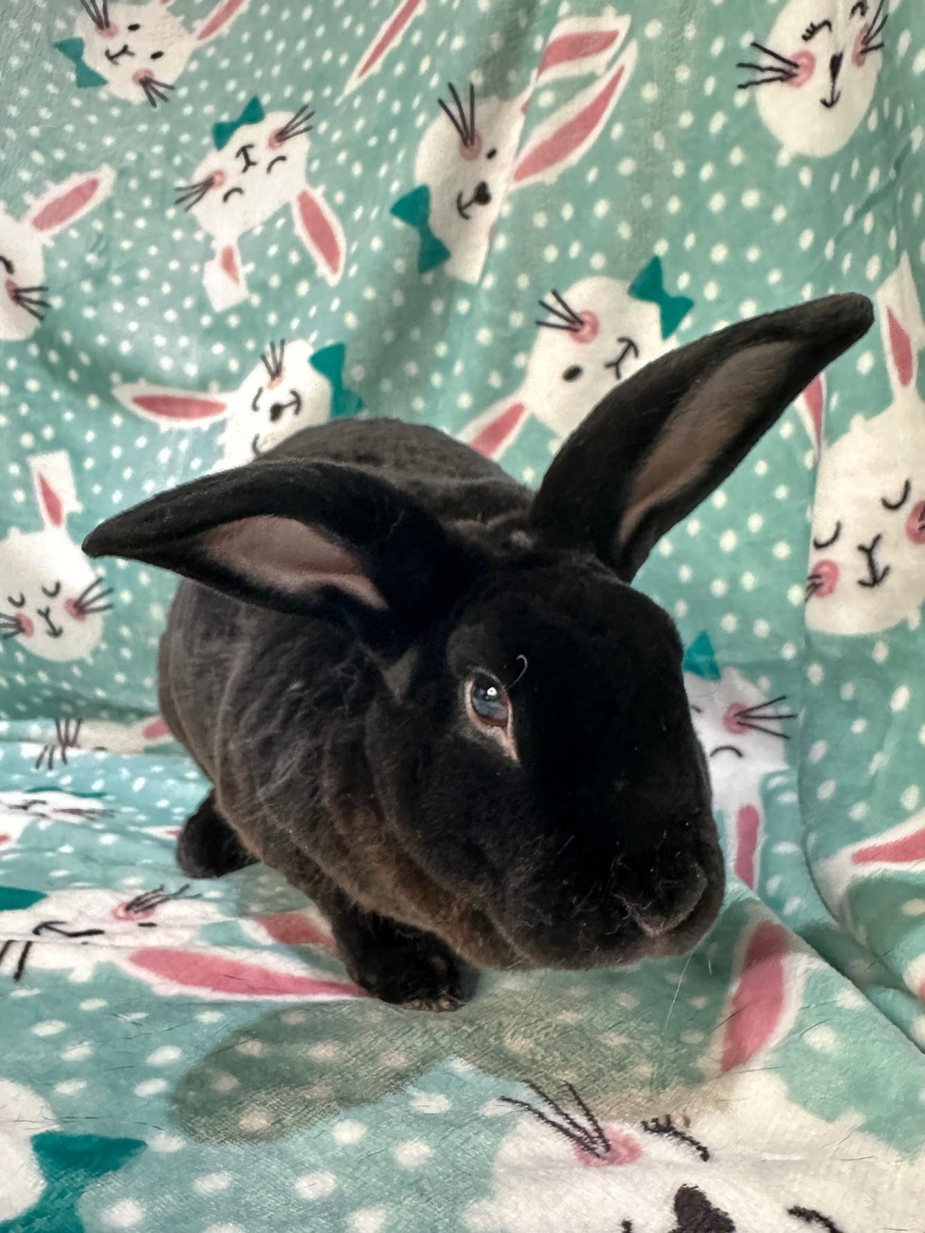 Enlarge Cheeto & Trix, a ADOPTABLE mixed breed in Gig Harbor, WA image 3/6
