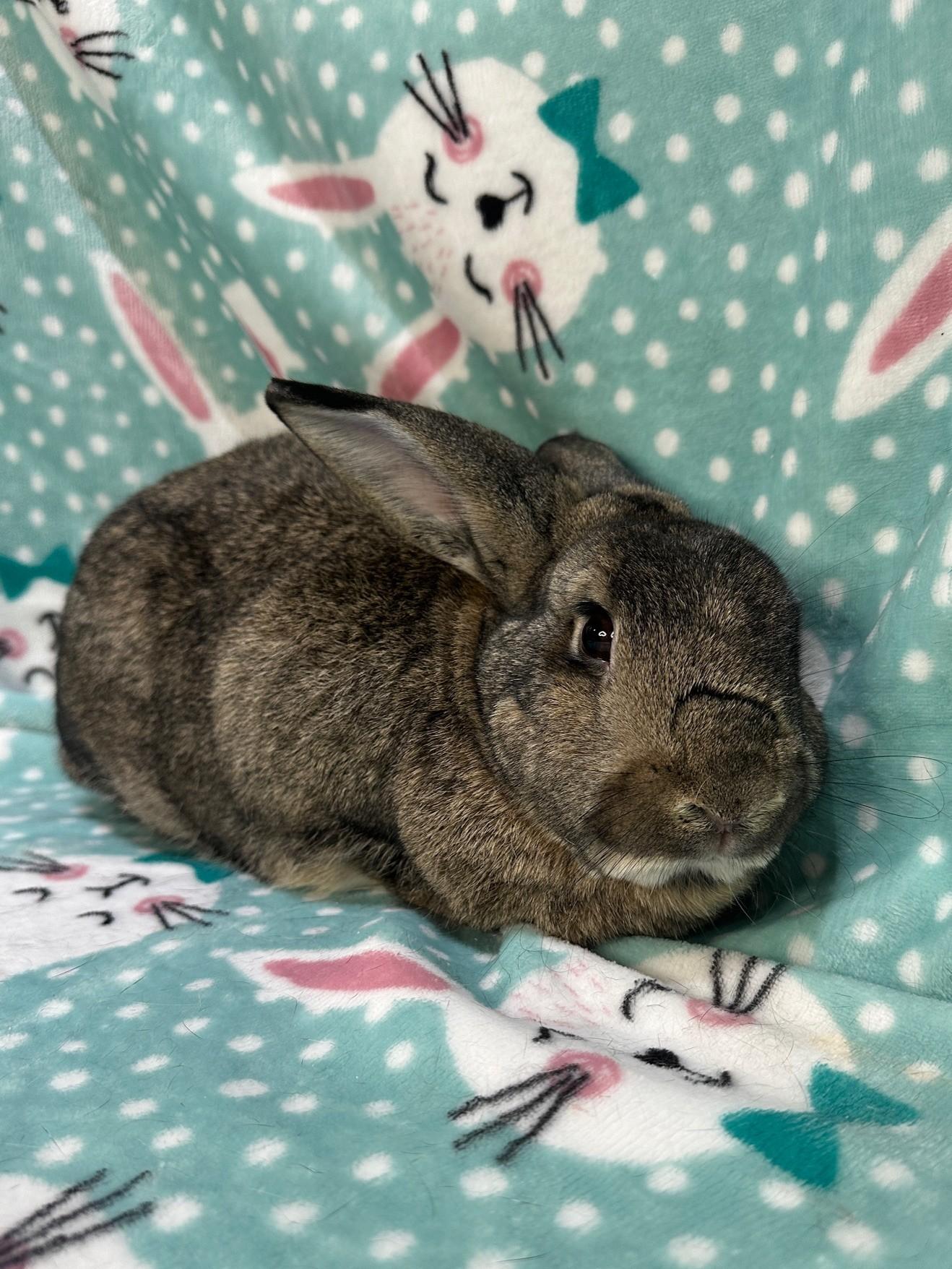 Enlarge Cheeto & Trix, a ADOPTABLE mixed breed in Gig Harbor, WA image 2/6