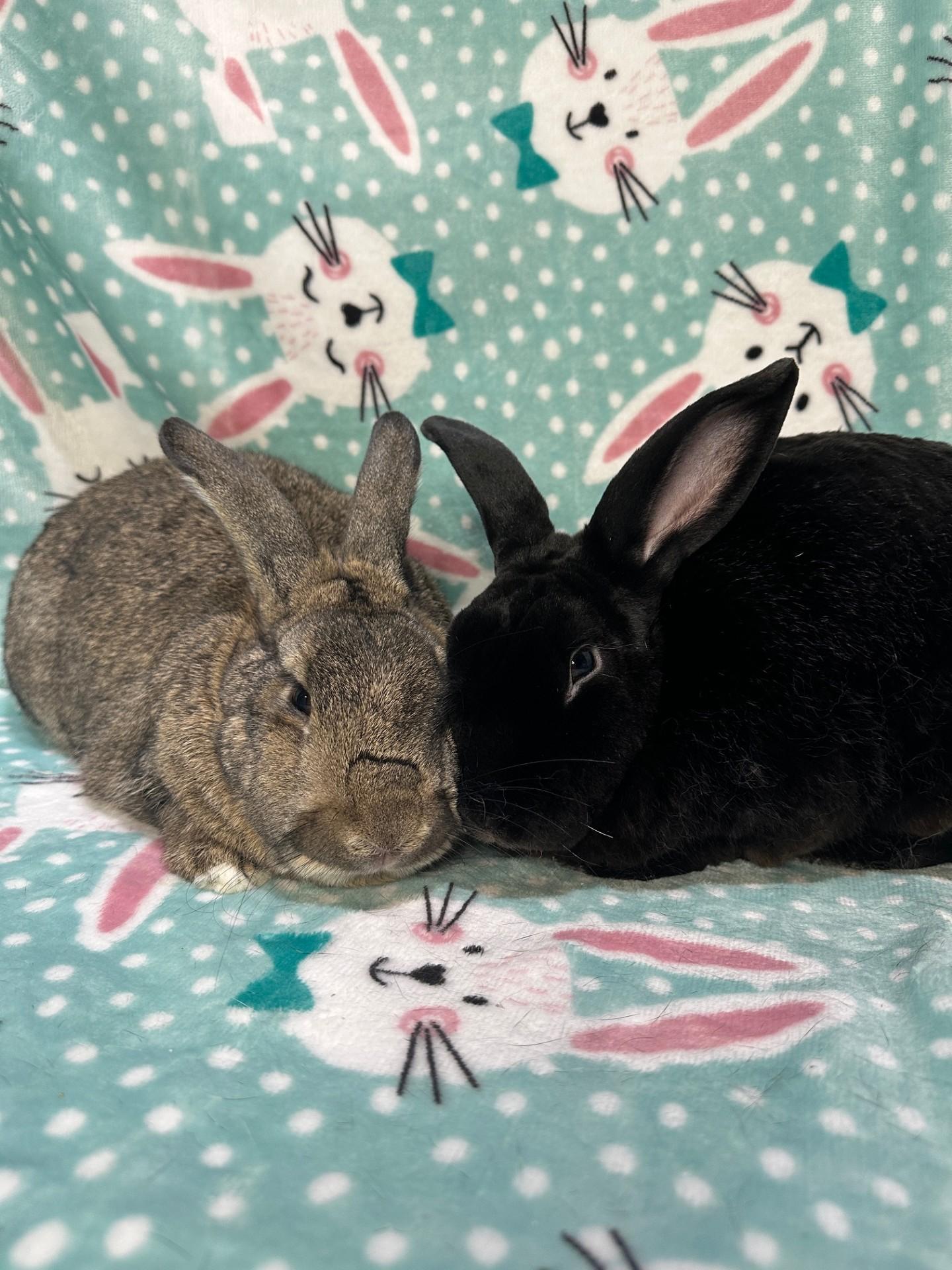 Cheeto & Trix, ADOPTABLE, Adult Female Lop Eared & Silver Fox.