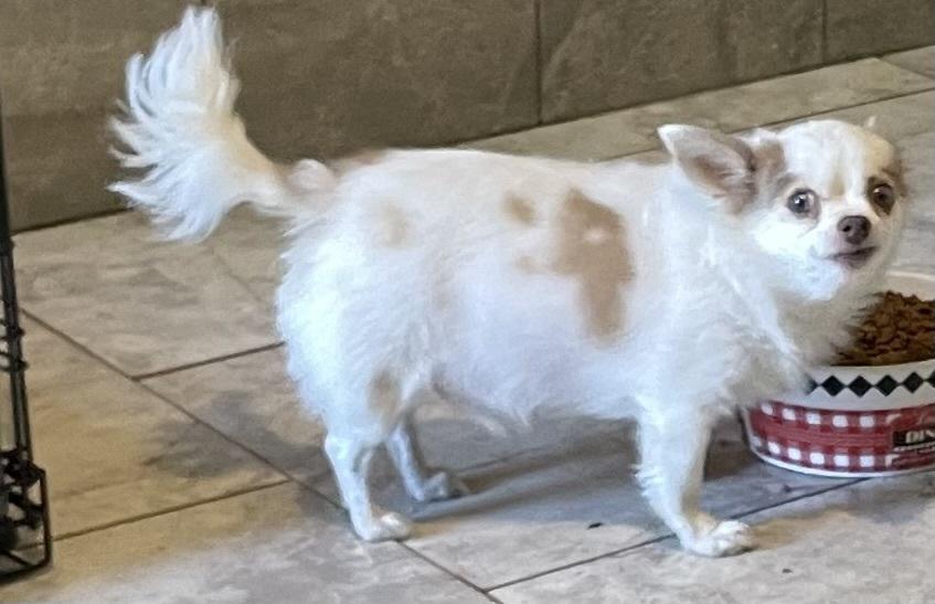 Casper, Adopted, Adult Male Chihuahua.