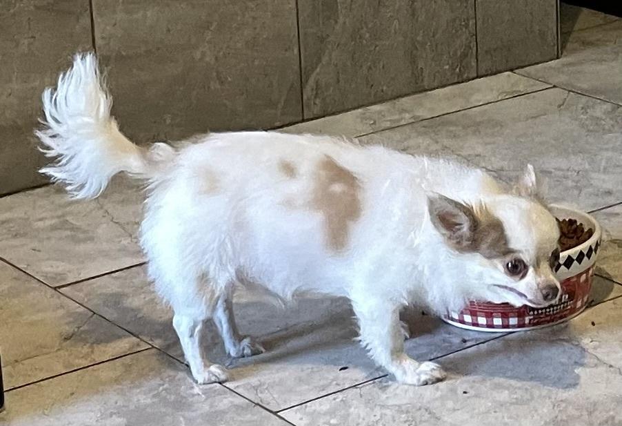 Enlarge Casper, a Adopted Chihuahua in Minneapolis, KS image 2/6