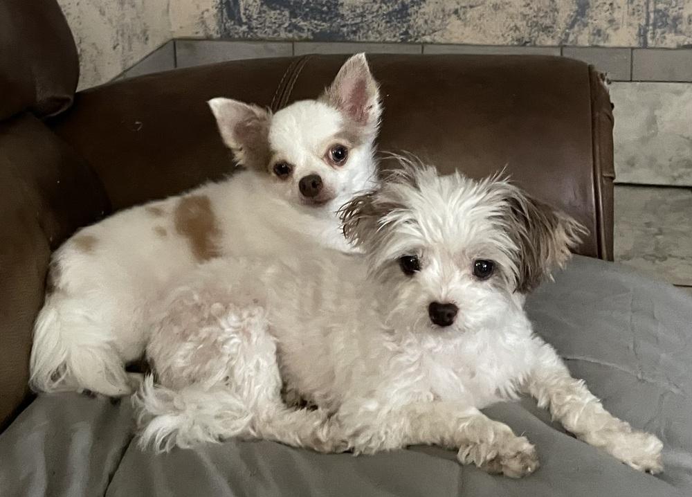 Enlarge Casper, a Adopted Chihuahua in Minneapolis, KS image 4/6