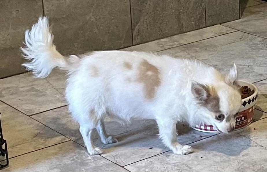 Enlarge Casper, a Adopted Chihuahua in Minneapolis, KS image 5/6