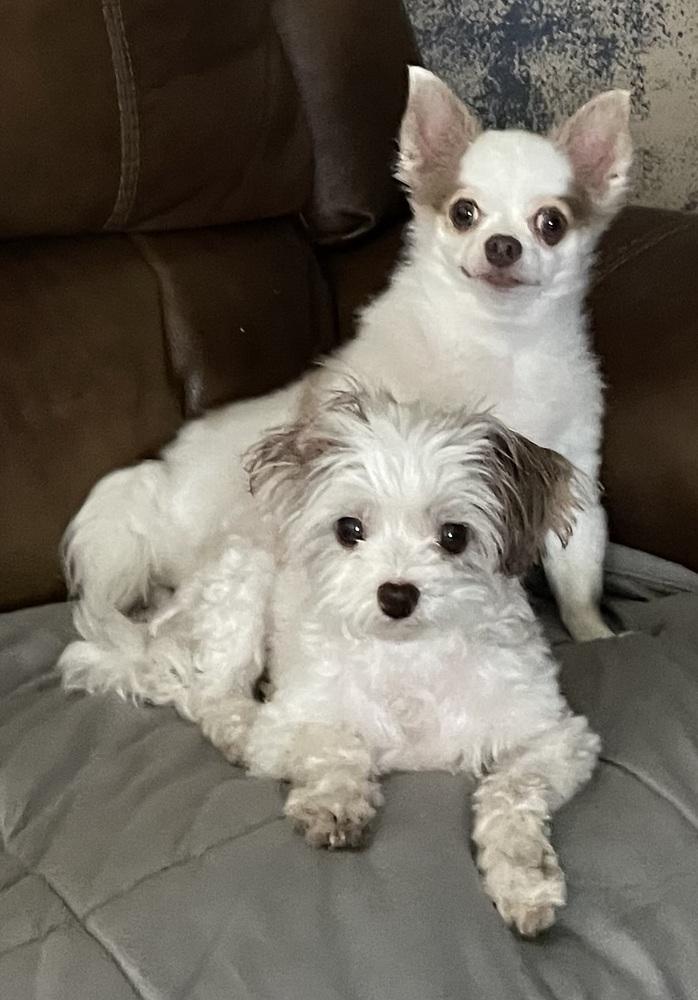 Enlarge Casper, a Adopted Chihuahua in Minneapolis, KS image 6/6