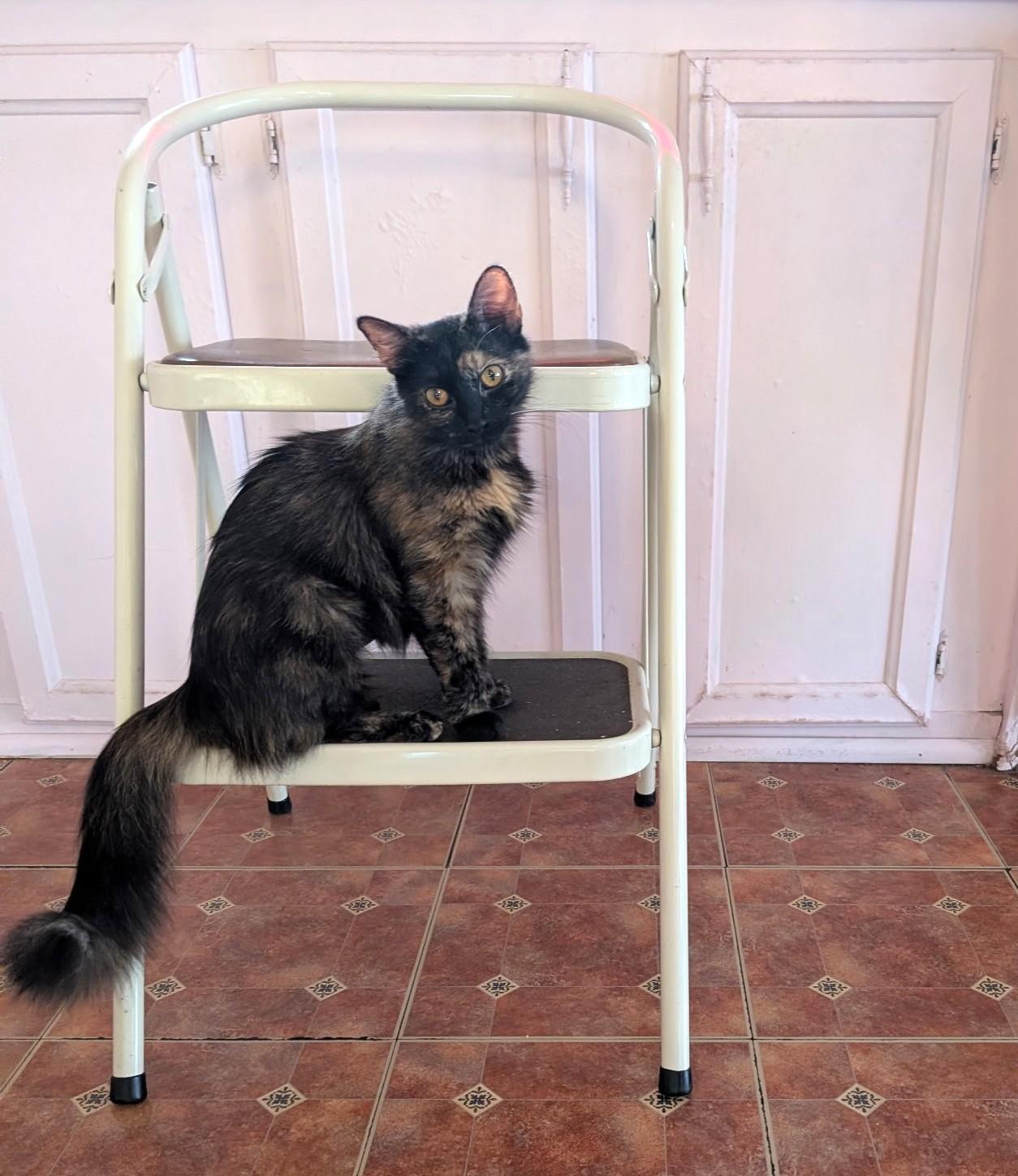 Enlarge Goldie, an adopted Domestic Long Hair in DeLand, FL image 2/5