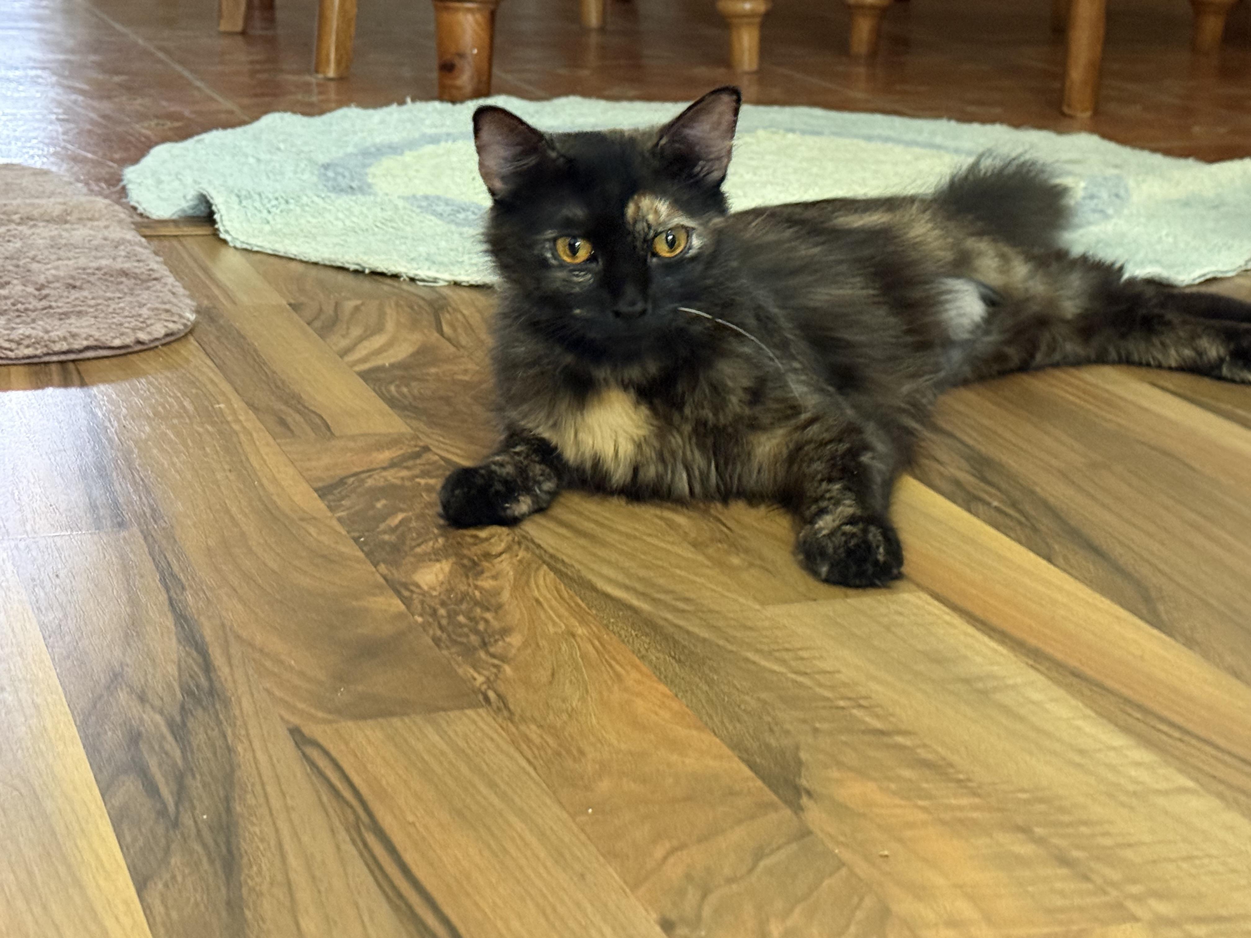 Enlarge Goldie, an adopted Domestic Long Hair in DeLand, FL image 3/5