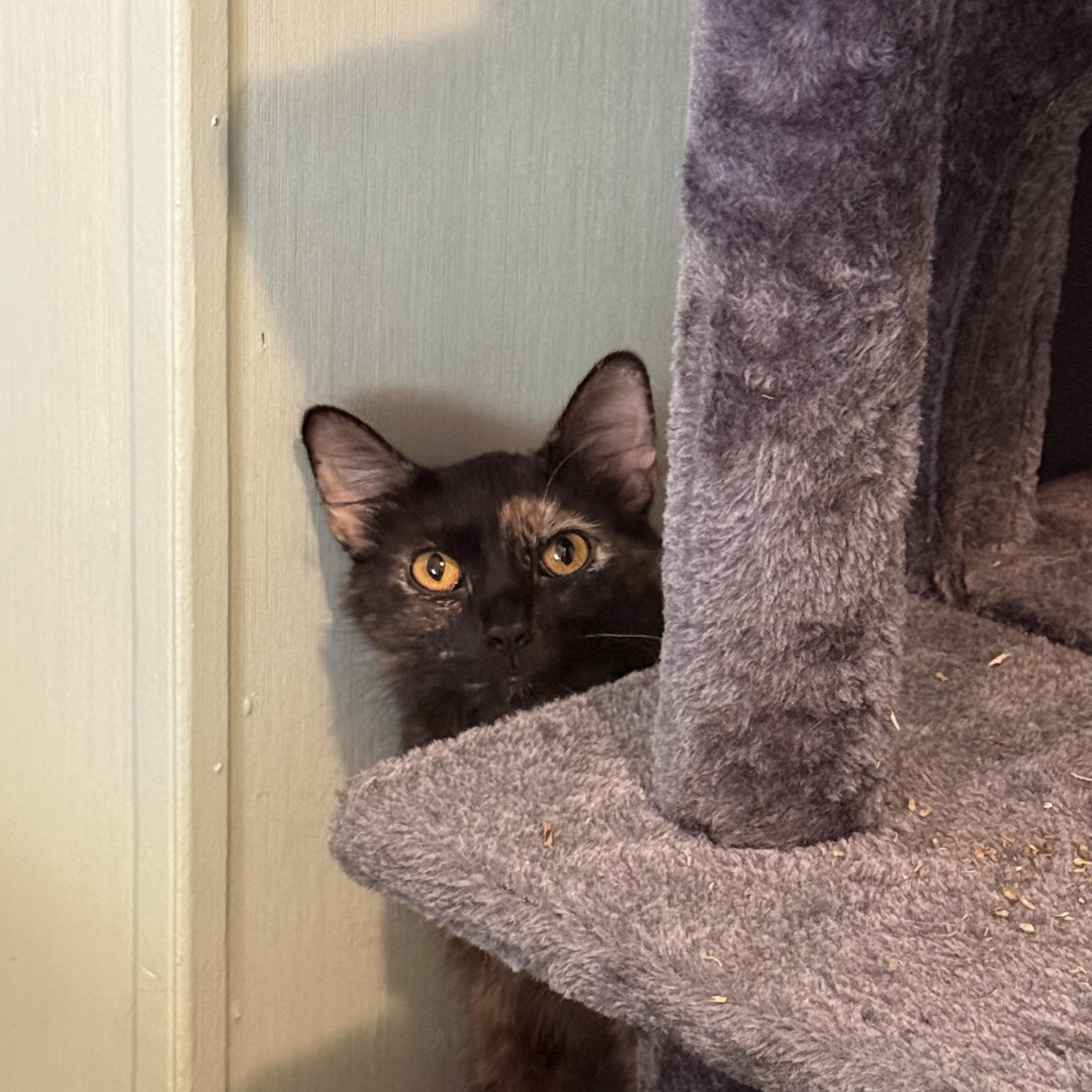Enlarge Goldie, an adopted Domestic Long Hair in DeLand, FL image 4/5