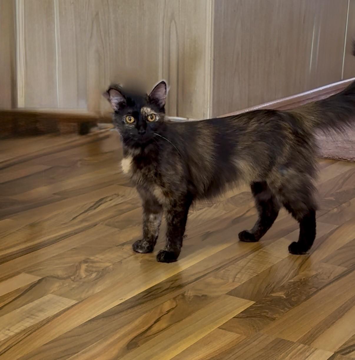 Enlarge Goldie, an adopted Domestic Long Hair in DeLand, FL image 5/5