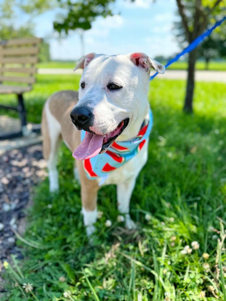 Radar, Adoptable, Young Male Pit Bull Terrier & Cattle Dog.