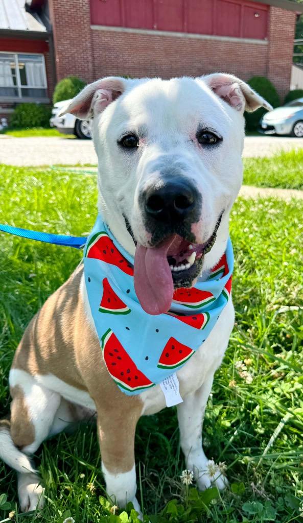 Enlarge Radar, a Adoptable mixed breed in Effingham, IL image 2/3