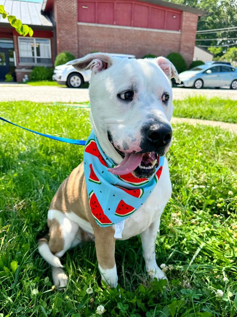 Enlarge Radar, a Adoptable mixed breed in Effingham, IL image 3/3