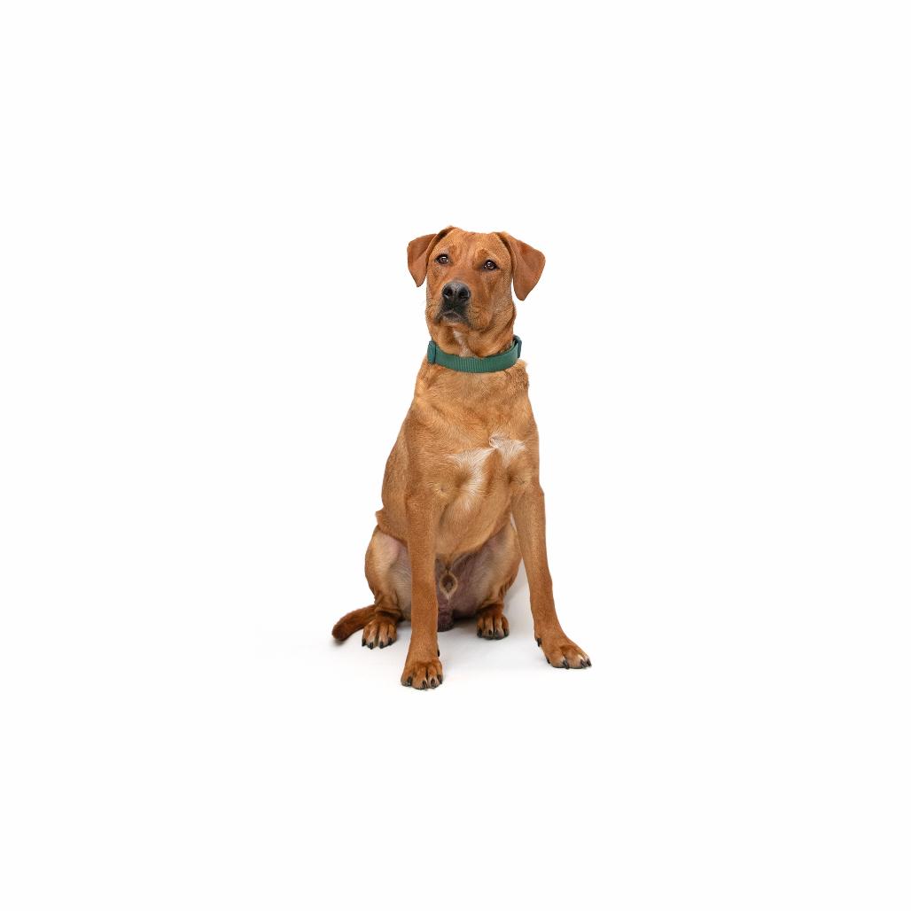 Rufus, a Adoptable Mixed Breed in Playa Vista, CA image 1/2
