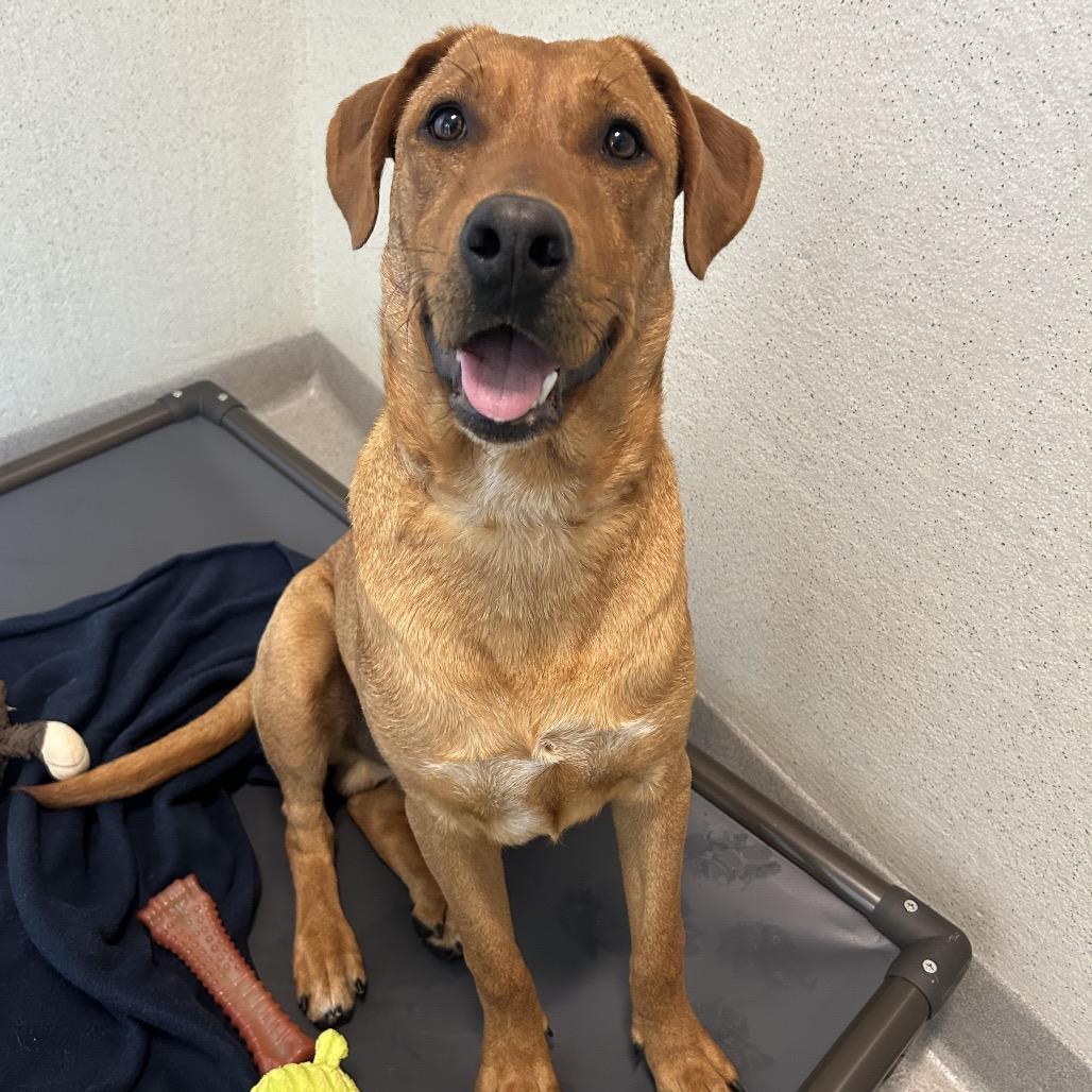 Rufus, a Adoptable Mixed Breed in Playa Vista, CA image 2/2