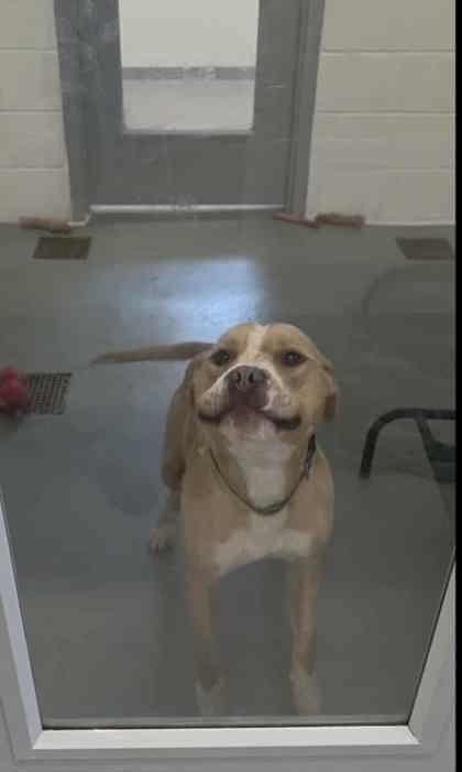 Enlarge Fletcher, a Adoptable mixed breed in Bath, NY image 1/3