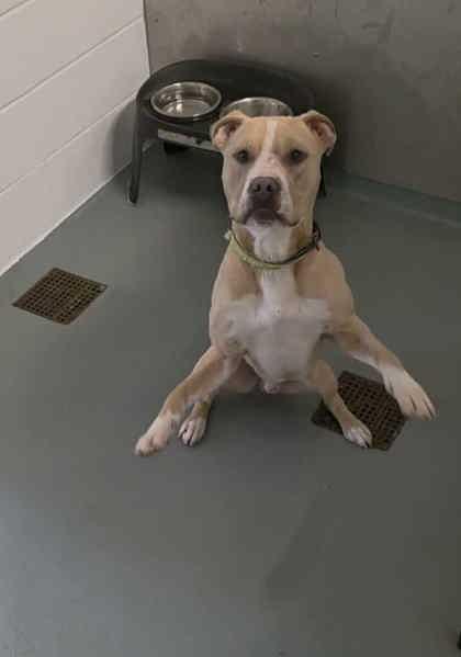 Fletcher, Adoptable, Adult Male Terrier & Mixed Breed.