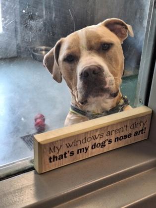 Enlarge Fletcher, a Adoptable mixed breed in Bath, NY image 1/3