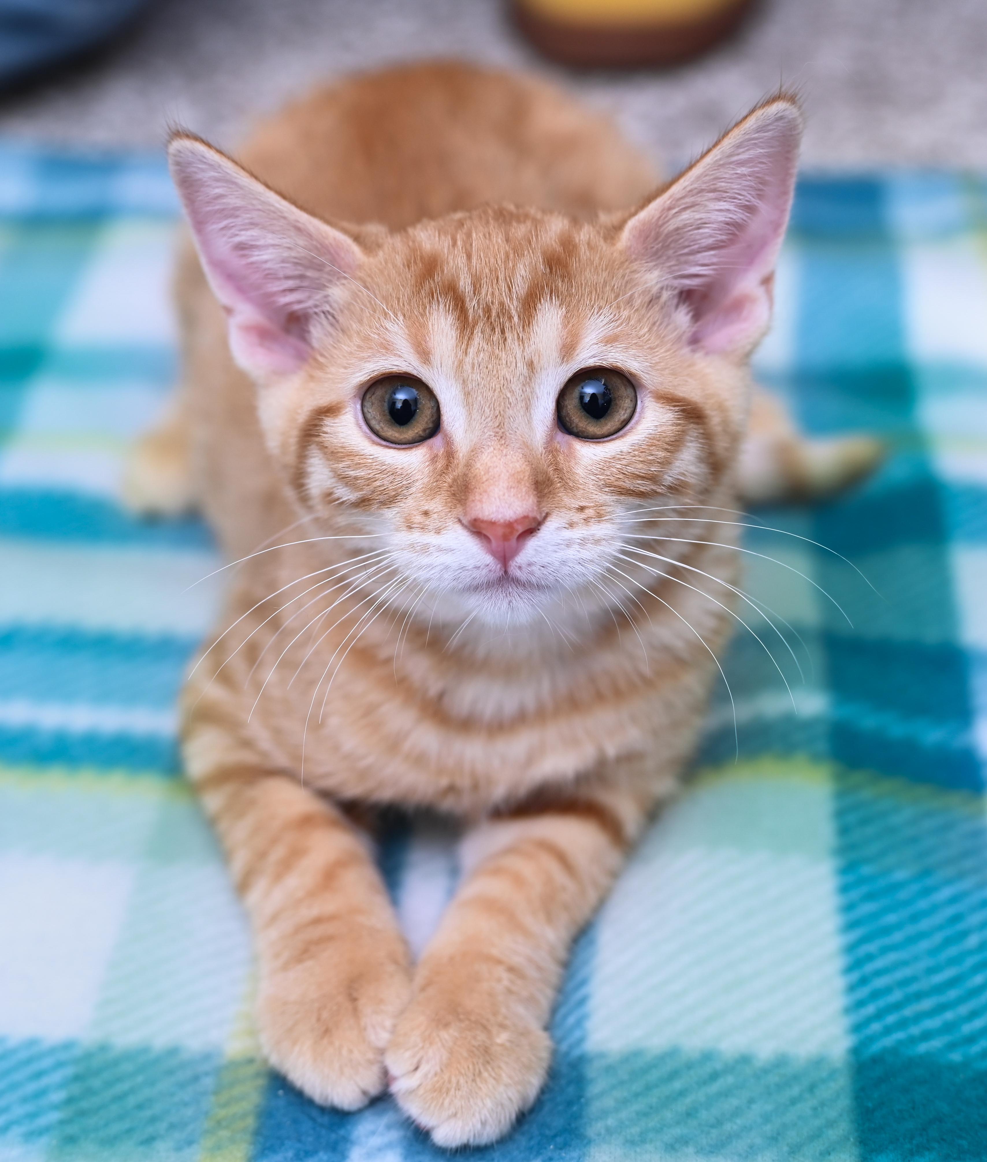 Enlarge Zulu, a Adoptable mixed breed in Chattanooga, TN image 2/5