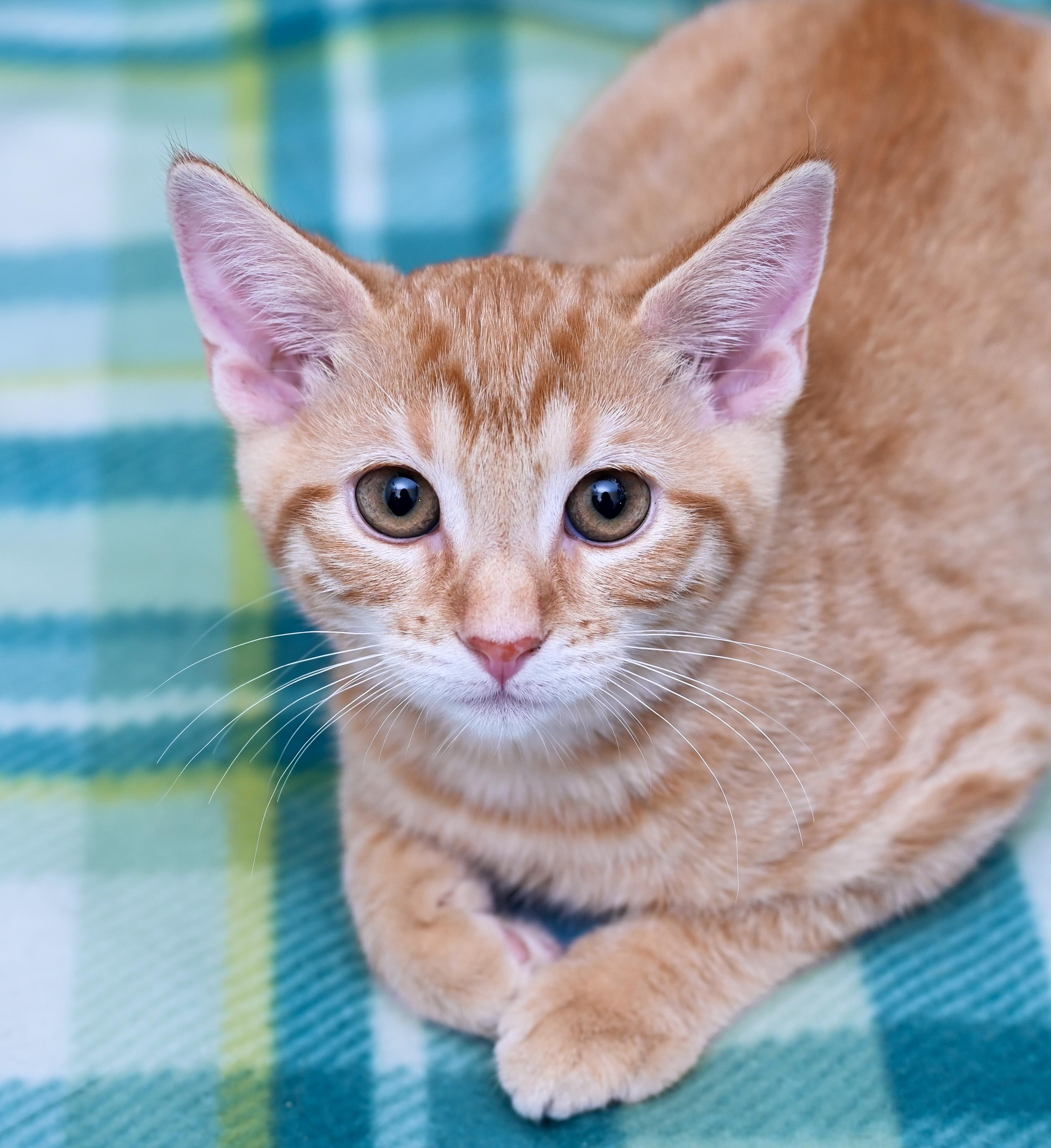 Enlarge Zulu, a Adoptable mixed breed in Chattanooga, TN image 1/5