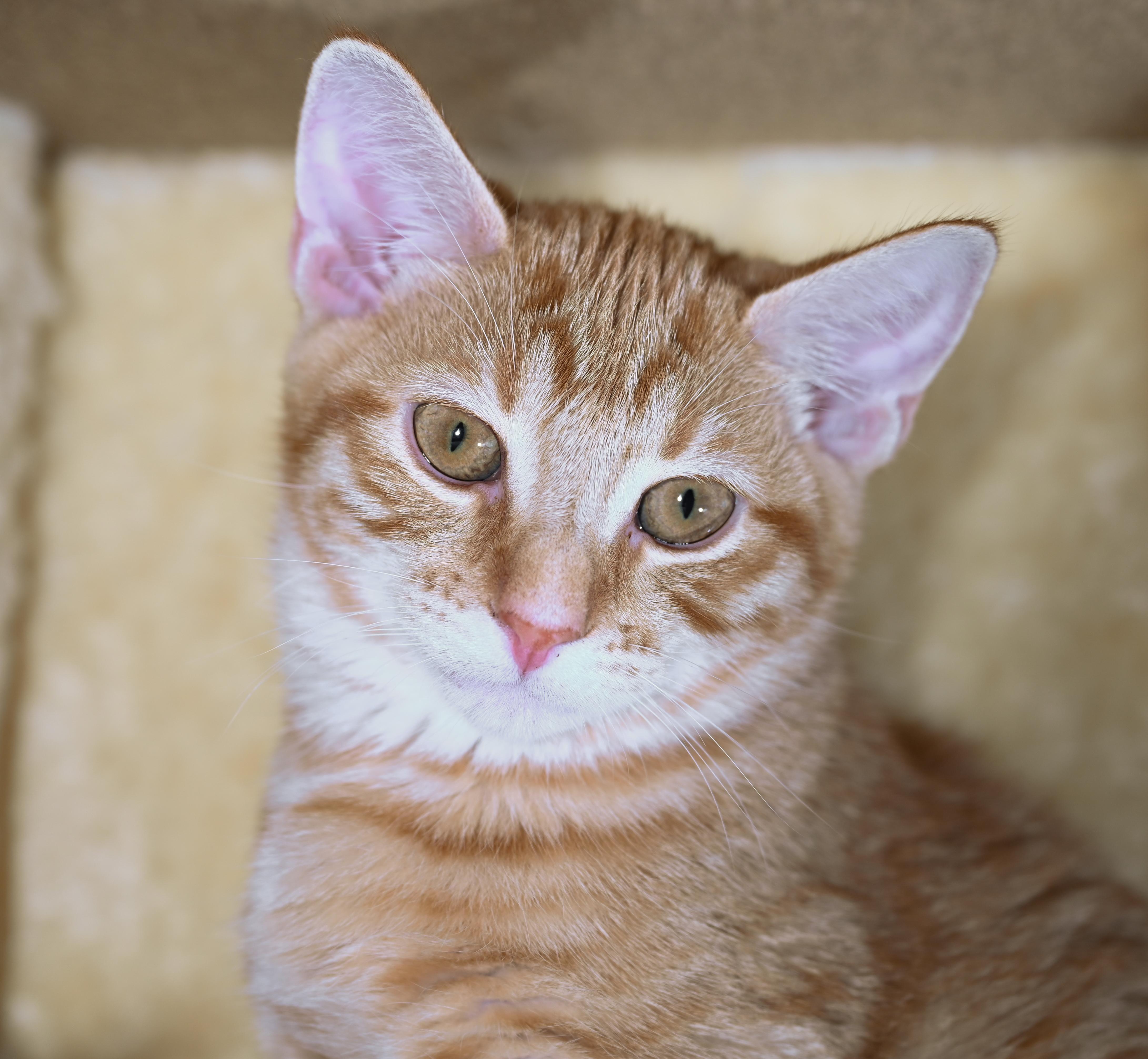 Enlarge Zulu, a Adoptable mixed breed in Chattanooga, TN image 5/5