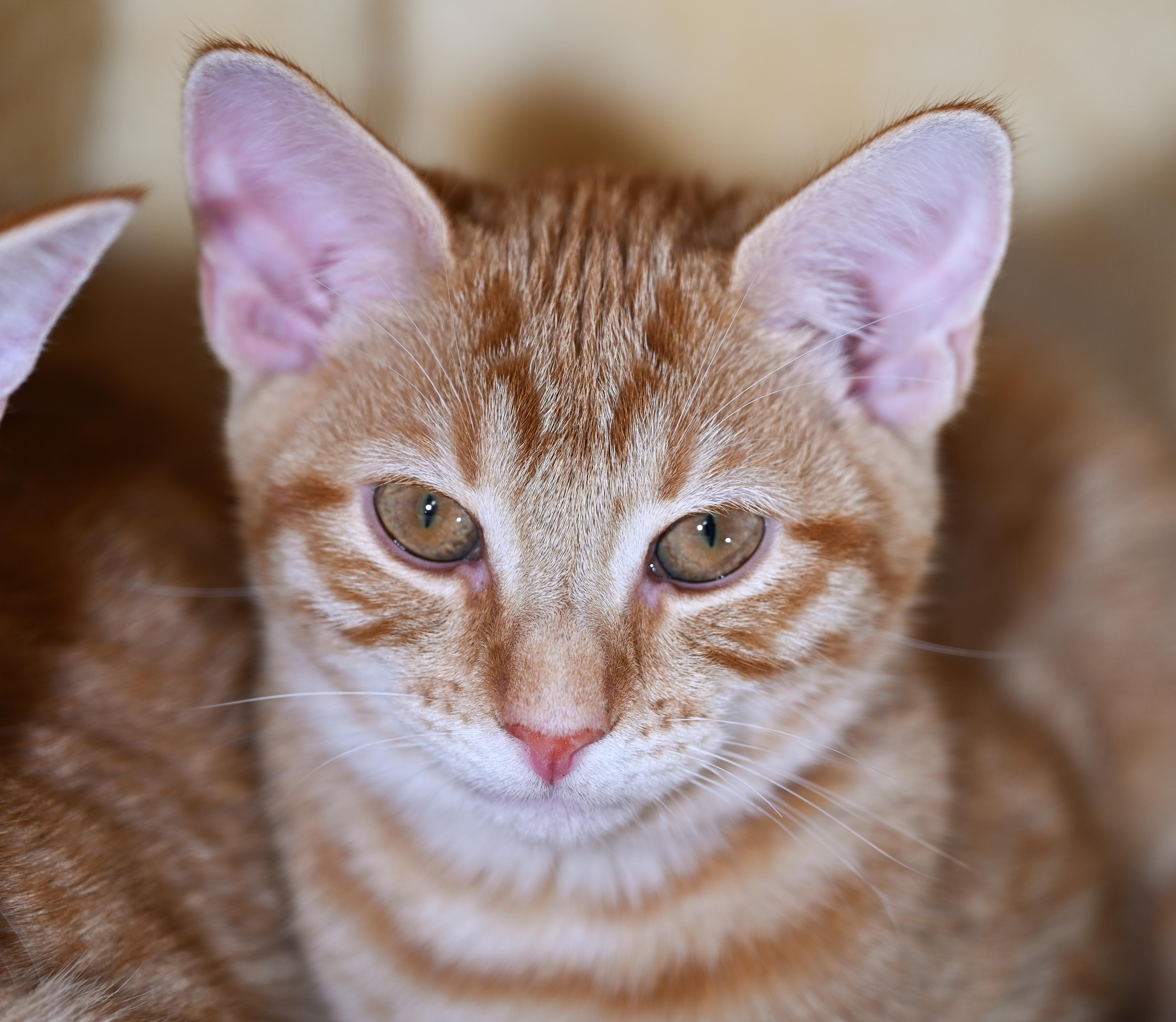 Enlarge Zulu, a Adoptable mixed breed in Chattanooga, TN image 4/5