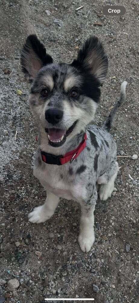 Alec, a Adoptable mixed breed in Huntington, NY image 1/3