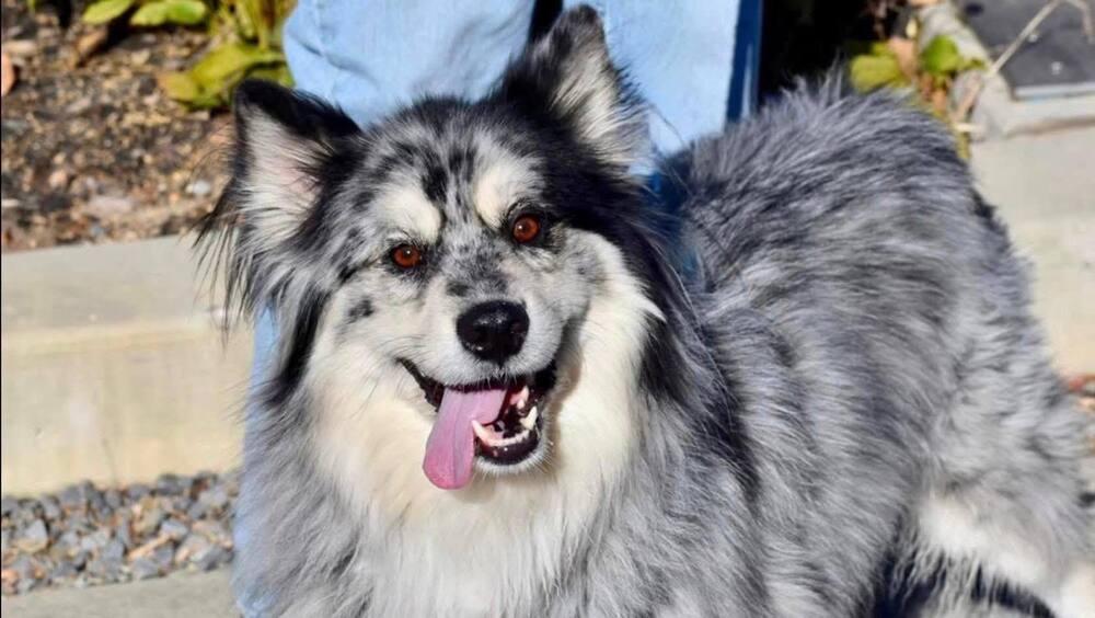 Alec, a Adoptable mixed breed in Huntington, NY image 2/3