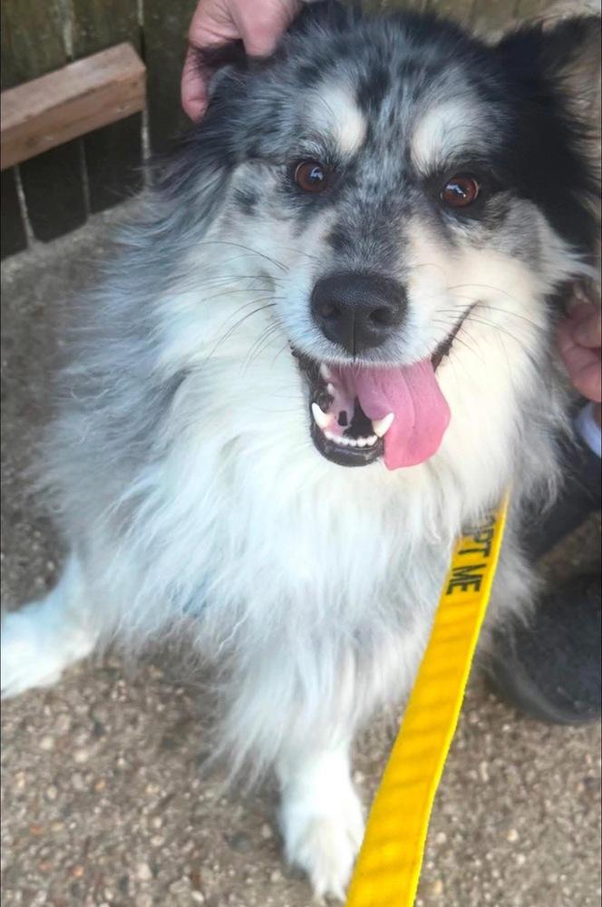 Alec, a Adoptable mixed breed in Huntington, NY image 3/3