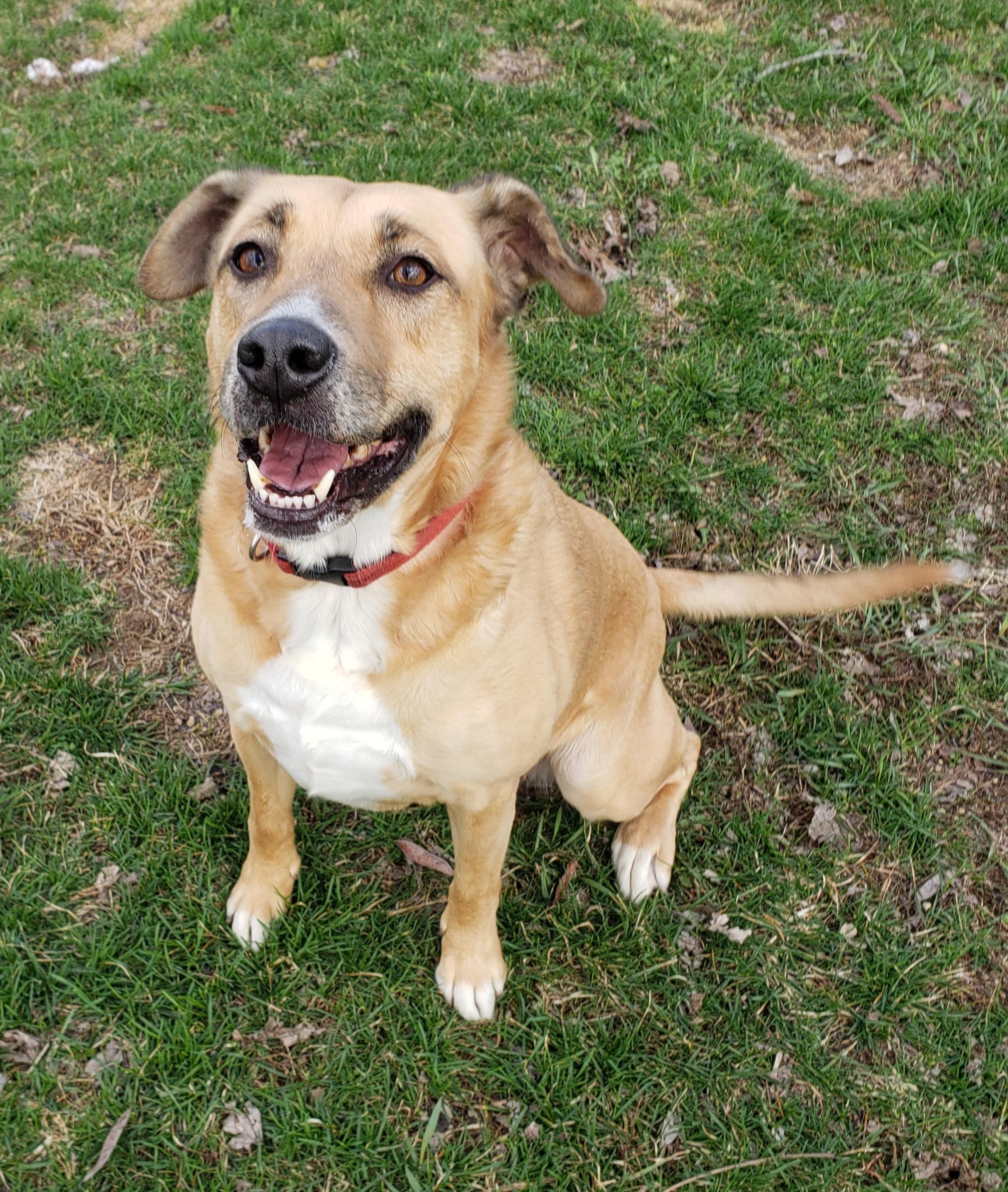 Enlarge Annie, a ADOPTABLE Mixed Breed in Middlebury, IN image 1/1